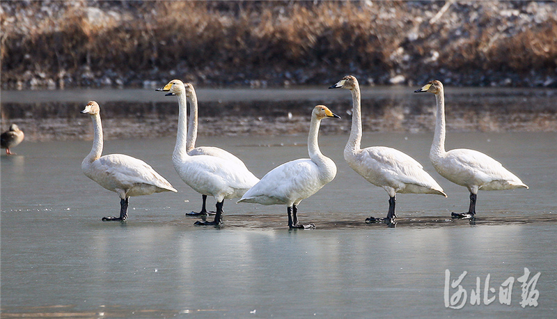 2021年2月20日，天鹅在迁西县滦河湿地休息觅食。