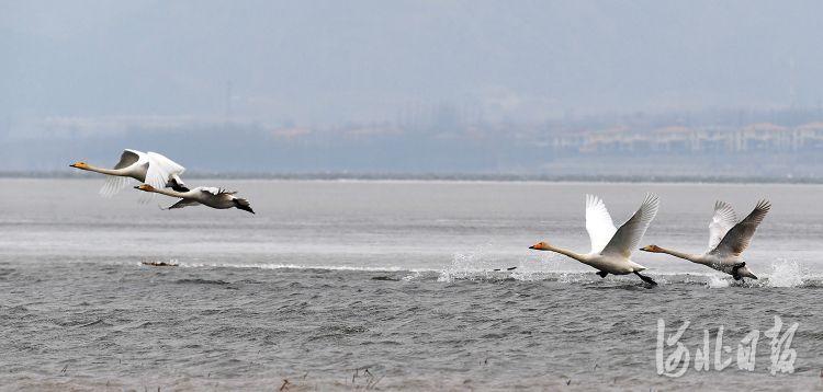 2021年2月23日，一群天鹅在河北省怀来县官厅水库国家湿地公园嬉戏。近年来，河北省怀来县加大生态建设力度，不断加强官厅水库上游水生态湿地保护与修复工程，有效的改善了生态环境，野生鸟类由原来的169种增加到181种。河北日报通讯员 孙慧军摄