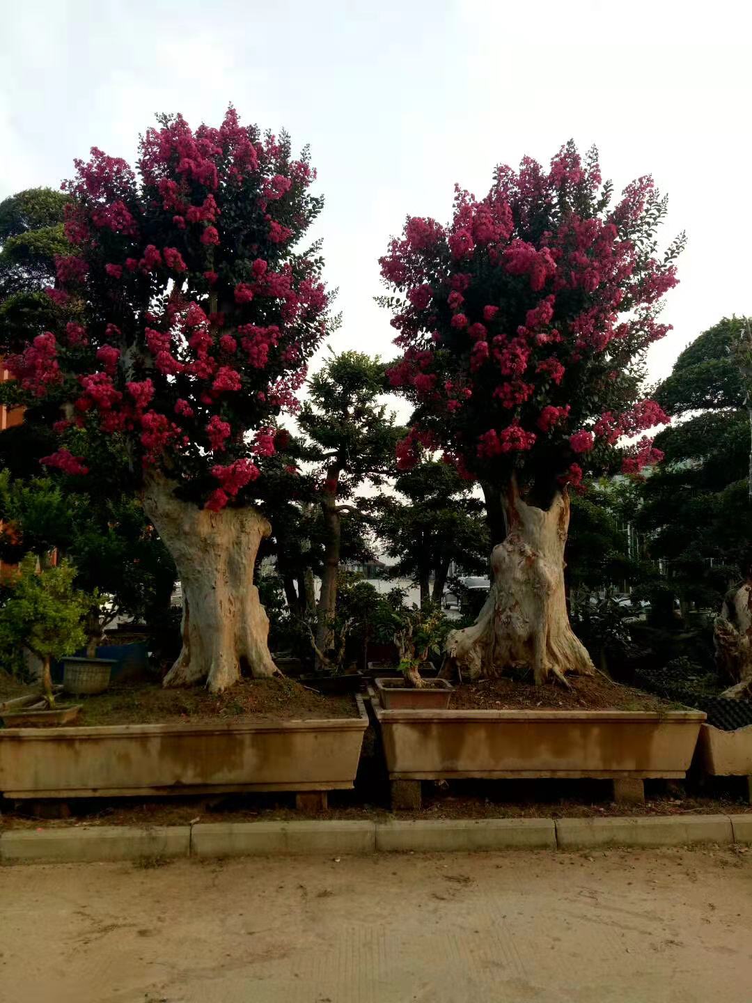 凯缘春以繁花似锦为目标打造蓝莓红酒浪漫文化