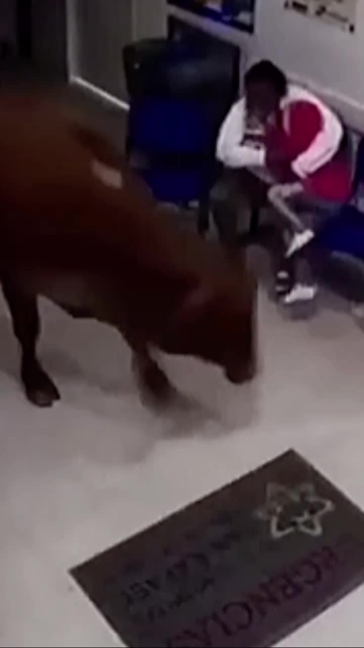 一头牛闯进医院四处冲撞，妇女被顶到墙角惊险逃生