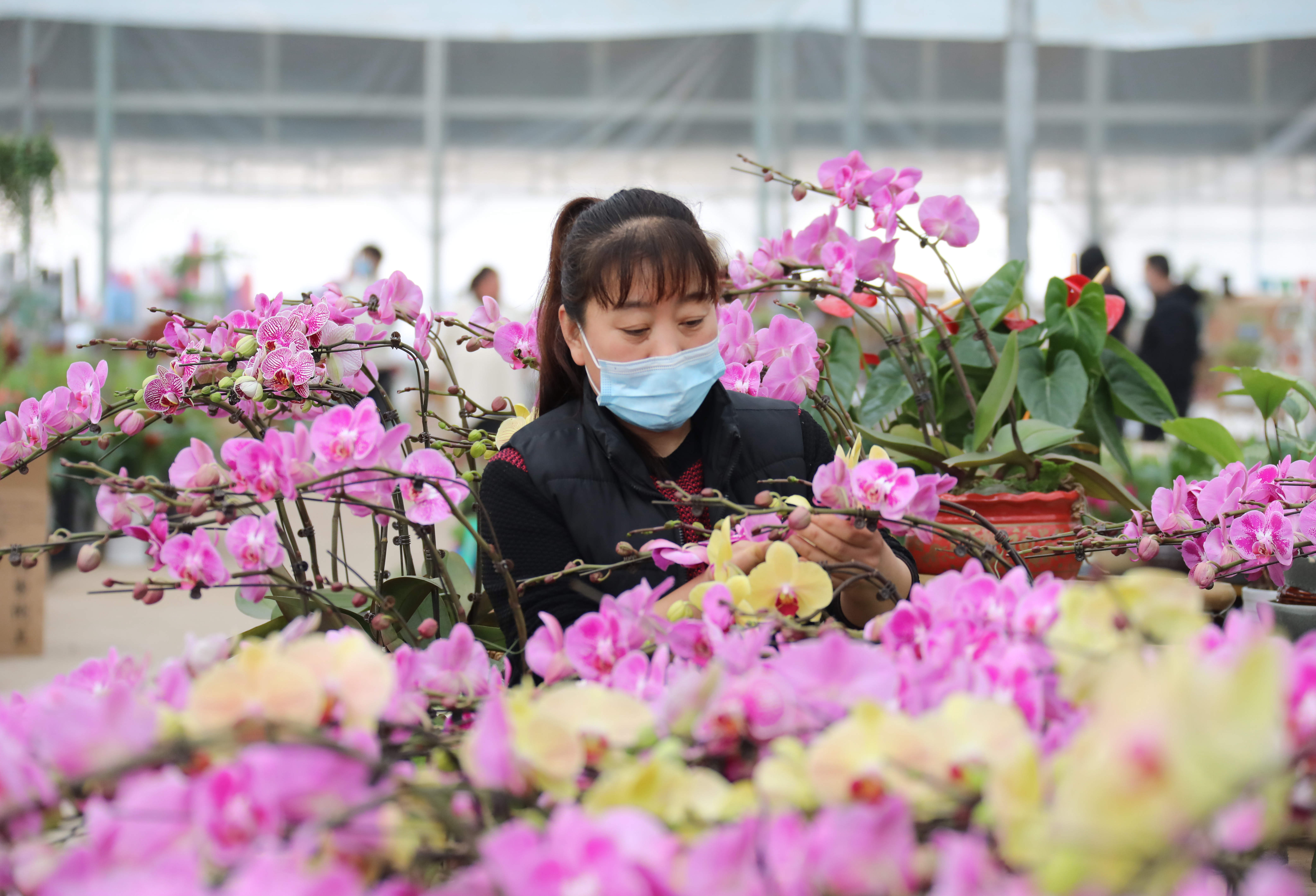 图为2月24日，在固安县盛世农合农业园花卉展厅内，社员正对花卉进行整理。