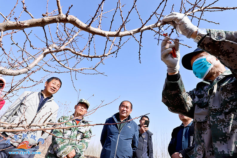 2021年2月26日,甘肃张掖金满园农业科技公司2000亩珍珠油杏种植基地上,甘肃农业大学雍三虎教授正在给果树种植农户们手把手教珍珠油杏的修剪技术。