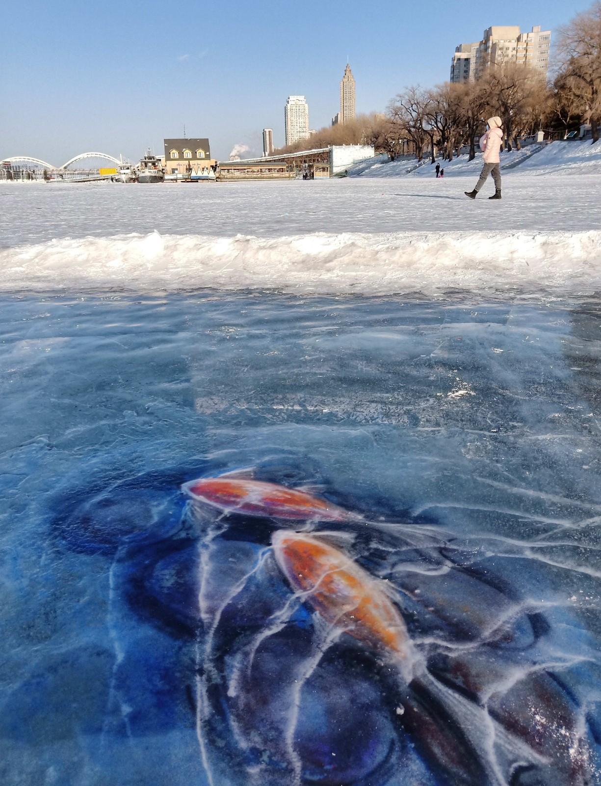松花江上这两条"大红鲤鱼"引围观