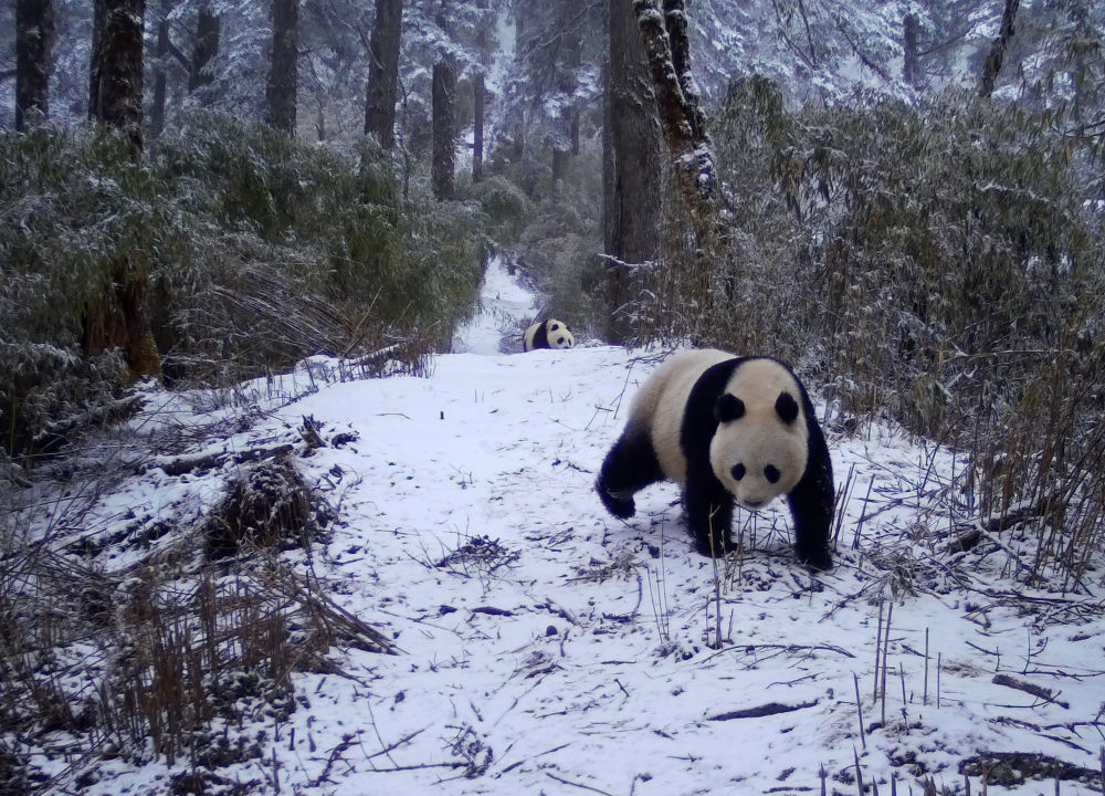 图为红外相机拍摄的野生大熊猫母子活动画面（甘肃白水江国家级自然保护区管理局供图）