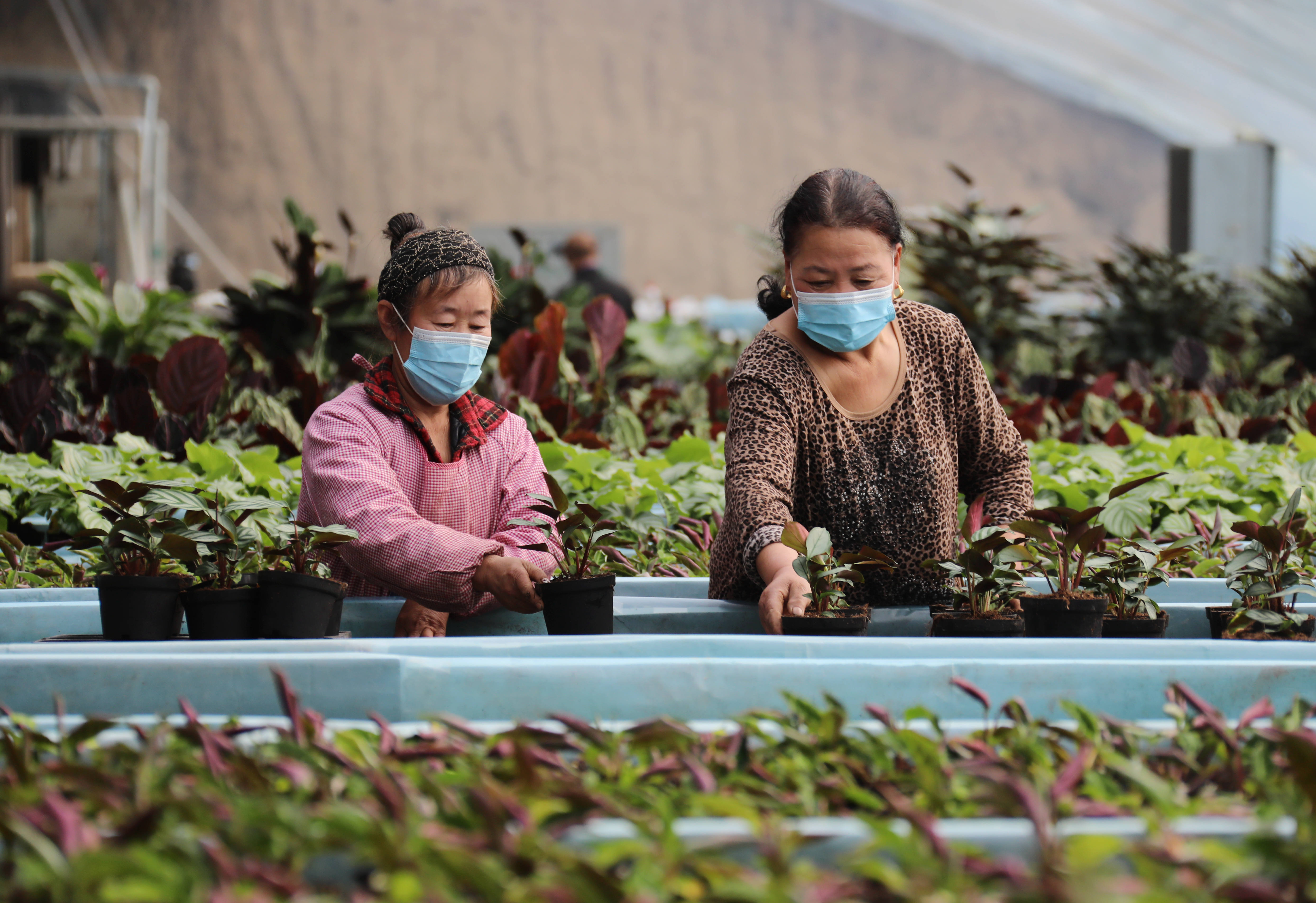 图为2月24日，在固安县盛世农合农业园花卉大棚内，社员们正培植花卉。