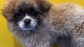 懵了！大爷带自家“小黑狗”去洗澡 洗完店主牵来一只白狗