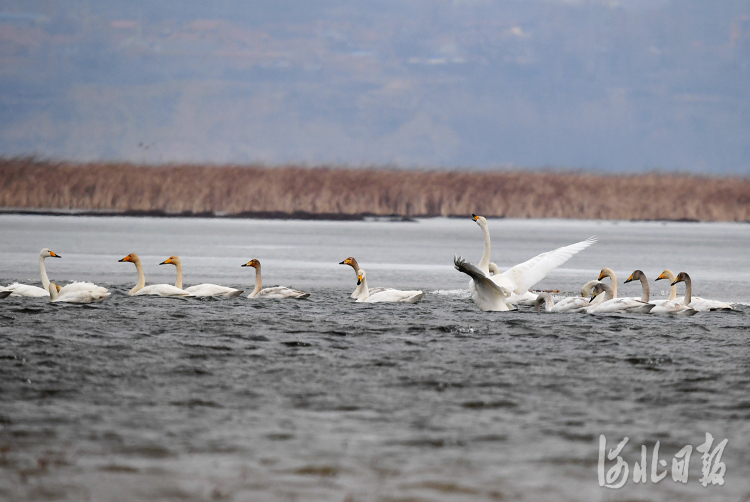 2021年2月23日，一群天鹅在河北省怀来县官厅水库国家湿地公园嬉戏。