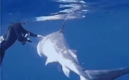 生物学家潜水时遇致命虎鲨 淡定伸手做出这个动作躲过一劫