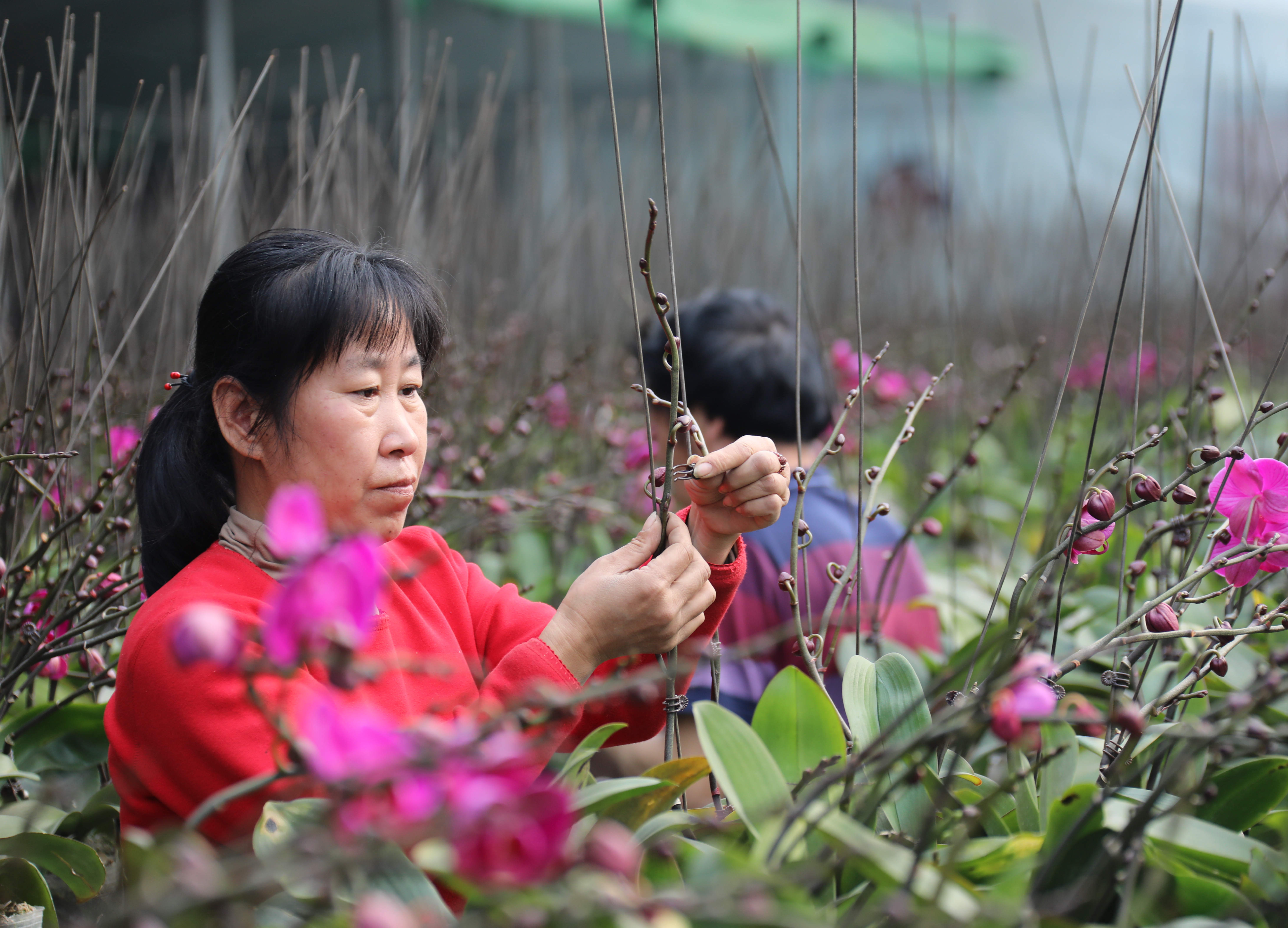 图为2月24日，在固安县盛世农合农业园花卉展厅内，社员们对花卉进行整形。