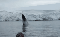 南极探险队出海旅行 一只鲸鱼突然冲出水面
