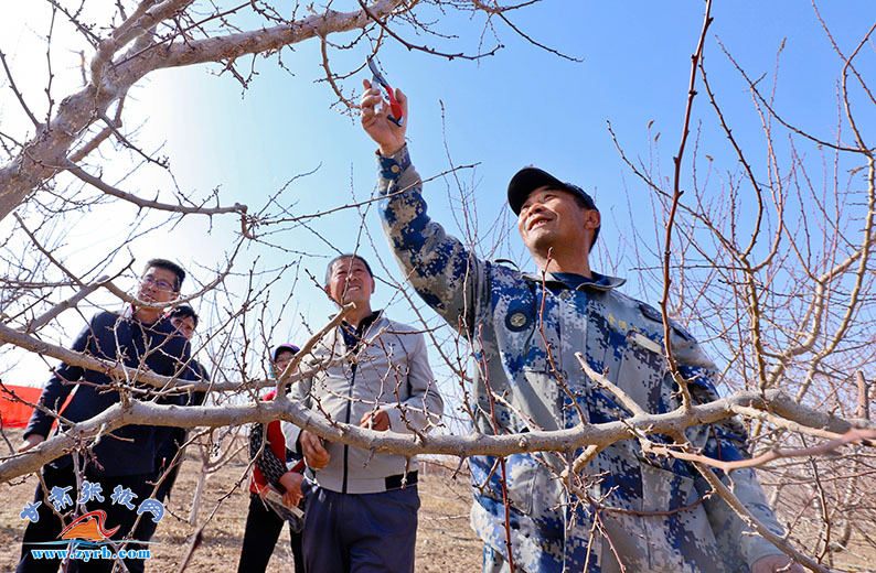 大学教授手把手教学 春日张掖果树管理培训忙