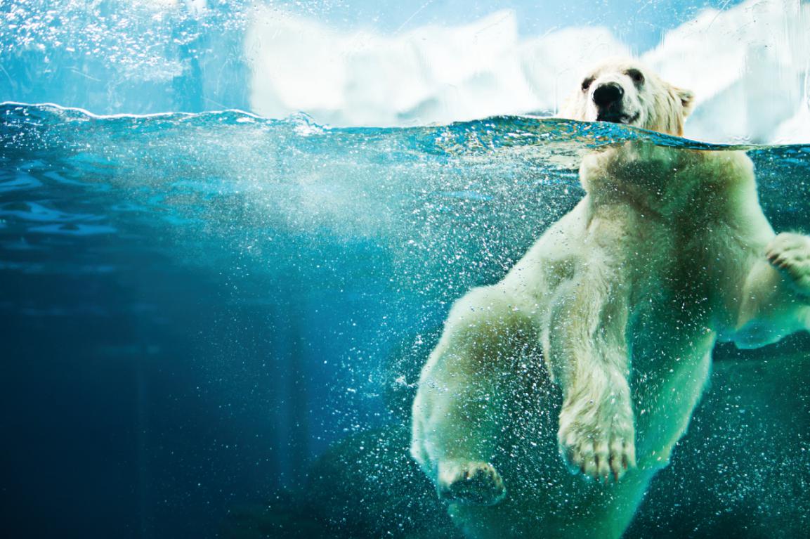 动物也来闹元宵北极熊吃88斤巨型元宵庆团圆