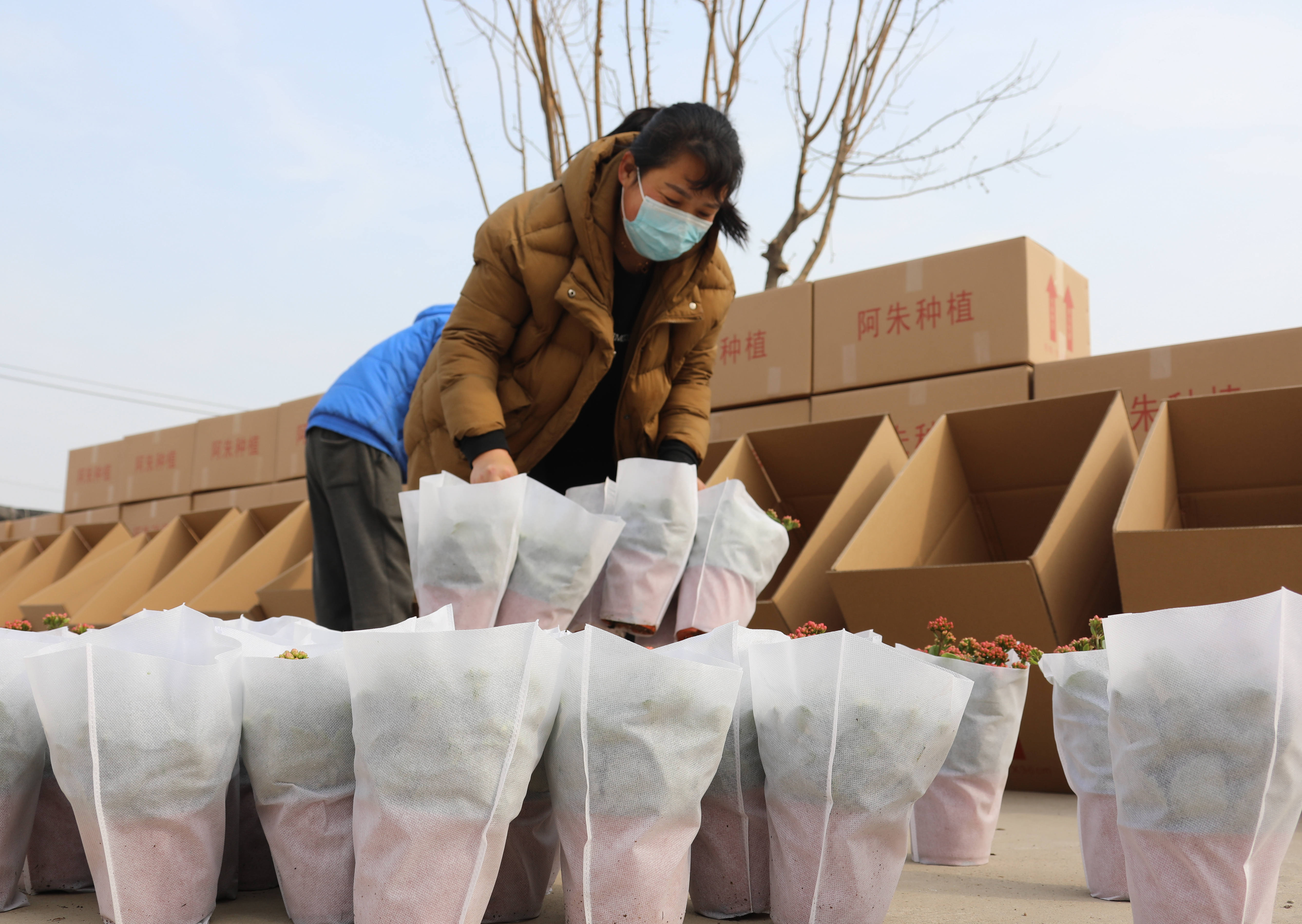 图为2月24日，在固安县盛世农合农业园，社员们正准备北京客户订购的花卉。