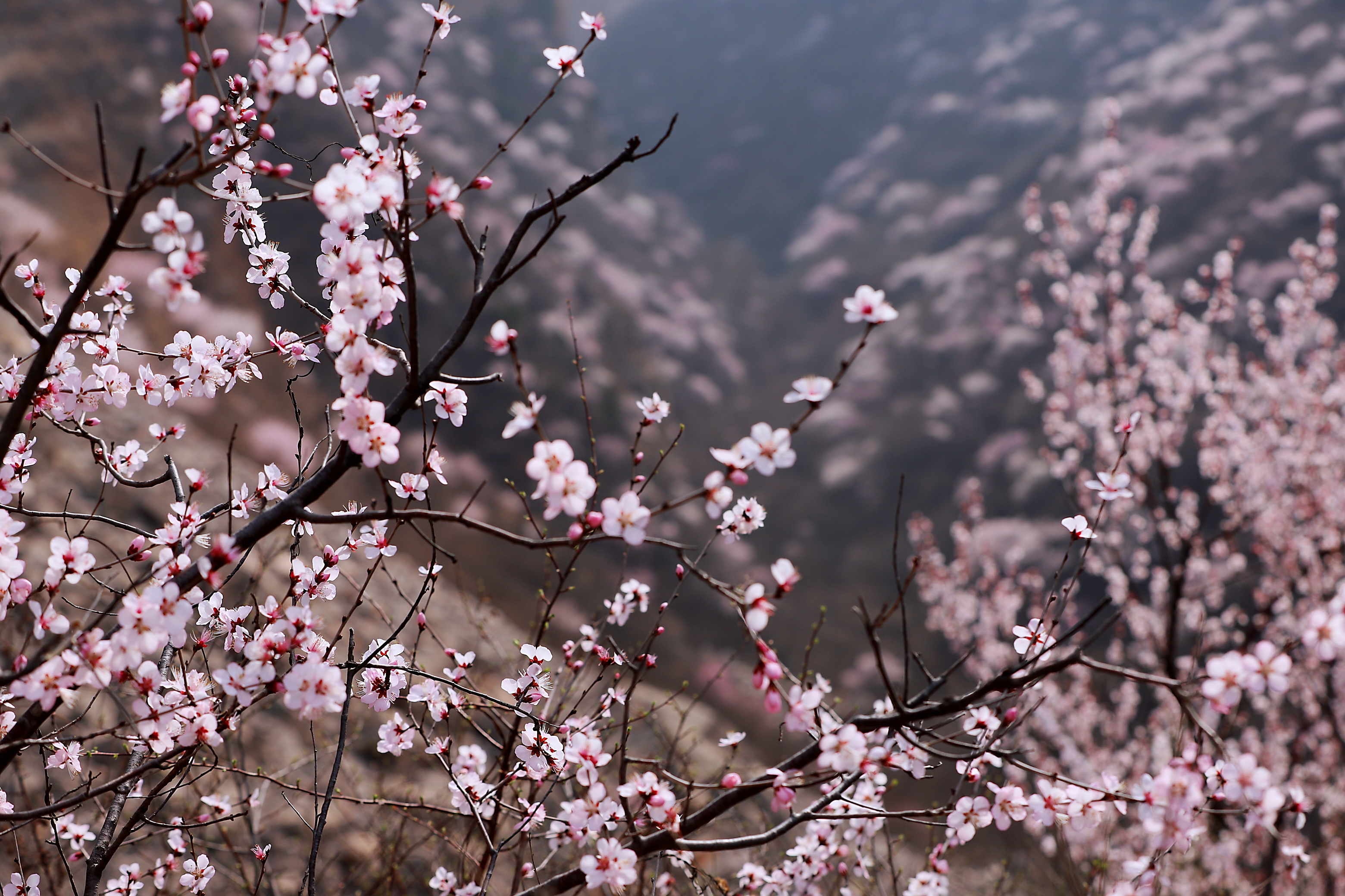 今年,陕州十里桃花盛开早