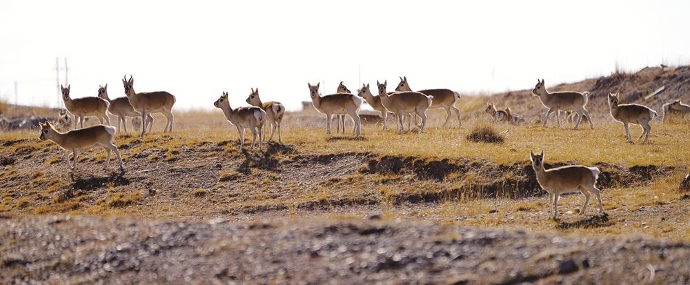 青海省珍稀濒危动物种群数量稳中有增