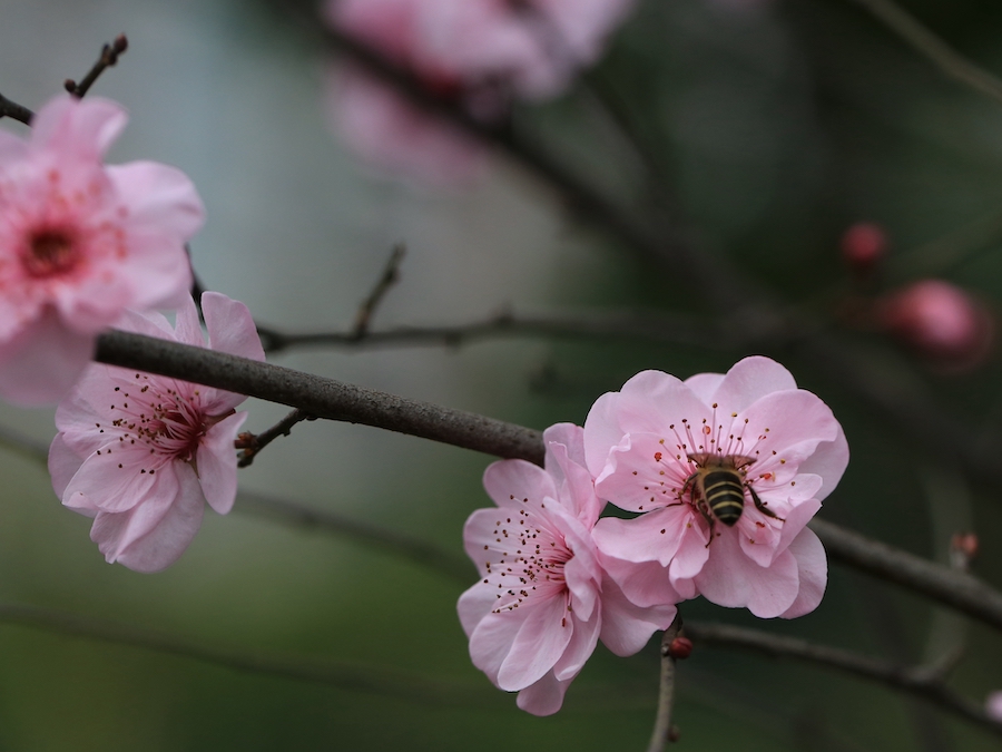 花粉红色，碟形，半重瓣  周敏 图