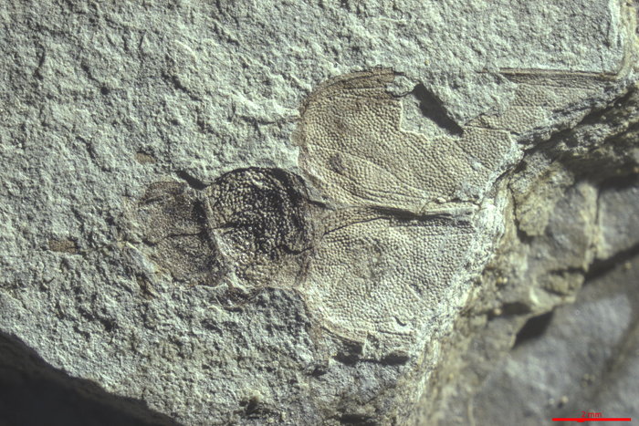 玉门鞘蠊化石标本 中科院南京地质古生物研究所供图