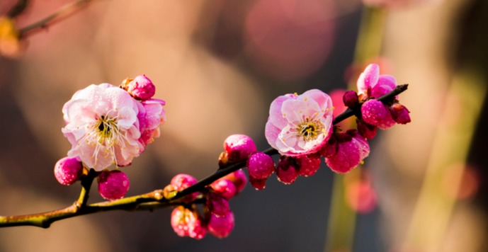 在城阳的初春，看满树的梅花盛开，与春天撞一个满怀
