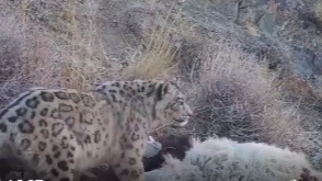 新疆牧民拍“雪豹吃羊”全过程：利齿撕扯羊后腿 啃食不忘警戒