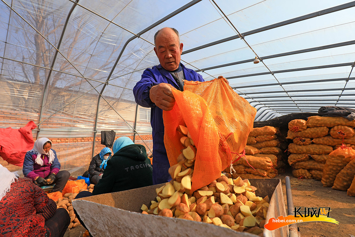 河北省唐山市滦南县胡各庄镇东梁各庄村农民在装运切分好的土豆种块。