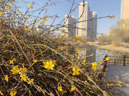 迎春花开了