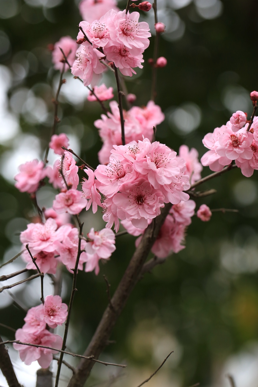 美人梅可以忍受零下30℃的低温而不受冻害，我国是种植美人梅最多的国家。 周敏 图