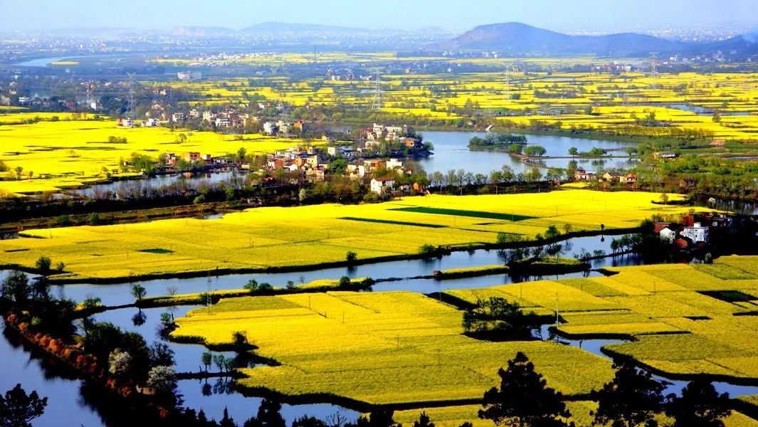 众盼有结果了峨桥镇赏花旅游发起邀请啦