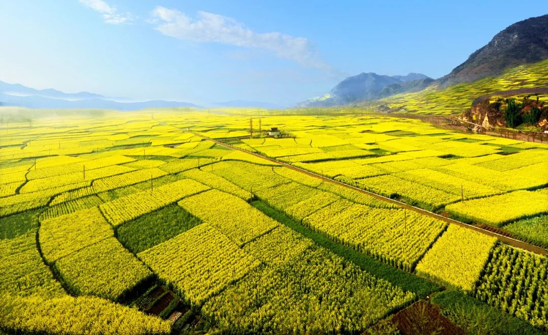 秦巴画卷·灵秀茶乡┃ 中国最美油菜花海·汉中西乡半程马拉松今日开启报名凤凰网陕西_凤凰网