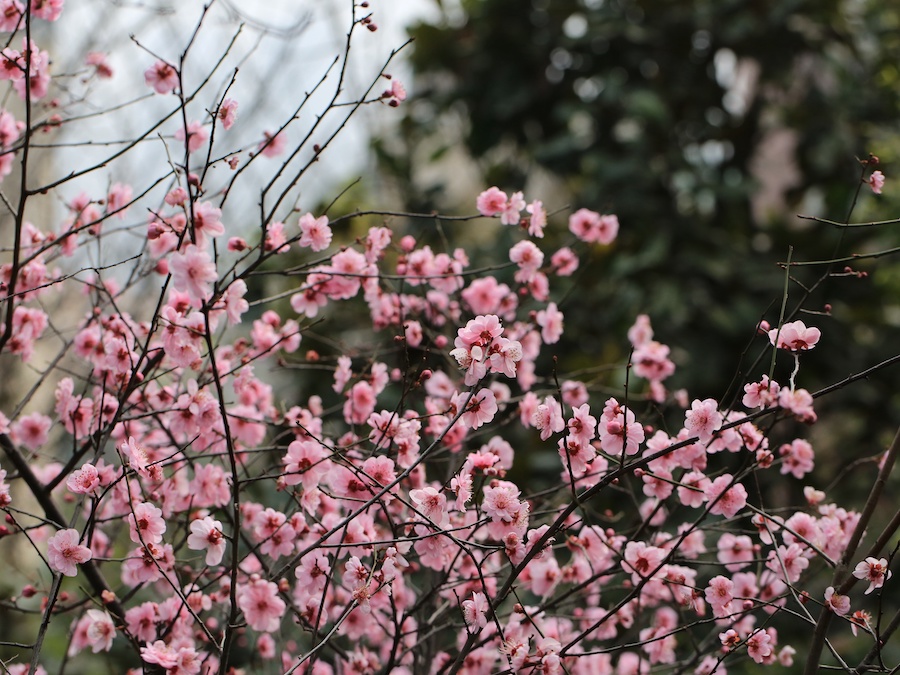 美人如花花似梦   周敏 图