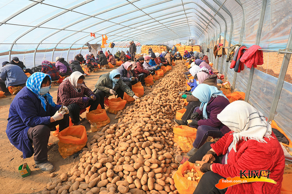 河北省唐山市滦南县胡各庄镇东梁各庄村农民在切分土豆制作种块。