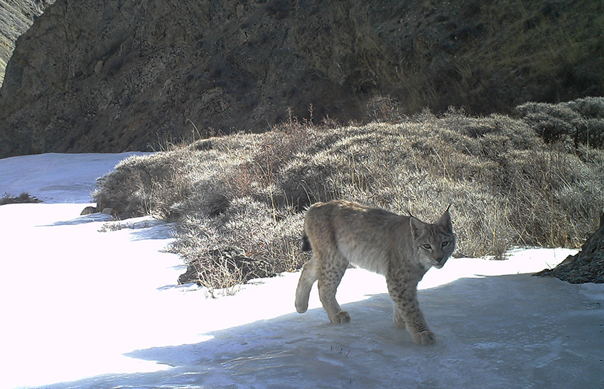 张掖壮士断腕复生态祁连山成为野生动物乐园