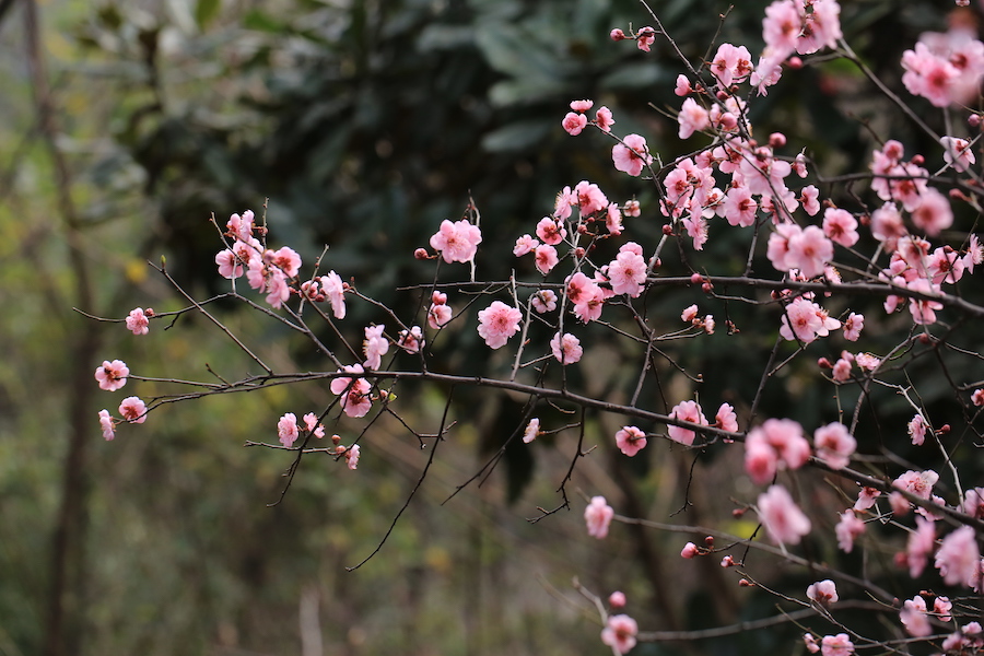 美人梅，别名：樱李梅，学名：Prunus &times; blireana，蔷薇科李属园艺杂交种，落叶小乔木。 周敏 图