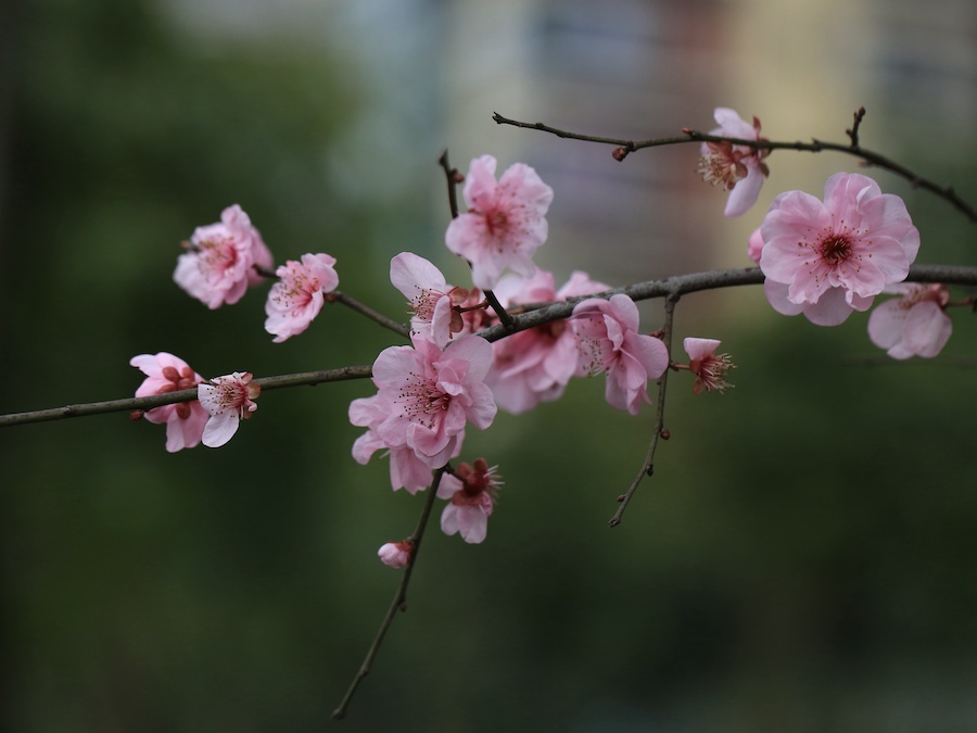 先花后叶  周敏 图