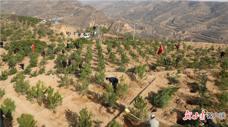庆阳市和西峰区机关干部开展义务植树活动 新甘肃&middot;甘肃日报通讯员 张昶昶