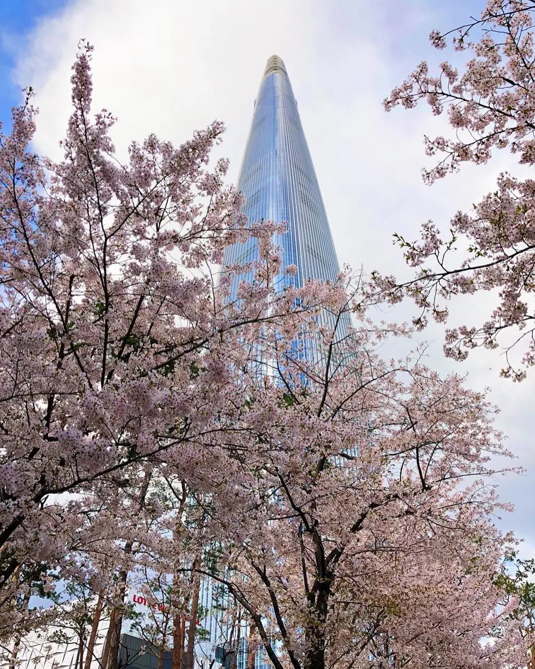 韩国樱花季又要来啦 何时开花 史上最全赏樱胜地全在这里哦 旅游 百姓民生网