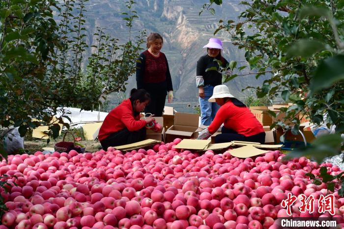 图为庄浪果农分拣苹果装箱(资料图)。　李爱民 摄