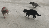 看热闹不嫌事大！两只猫咪发生冲突 狗子超级兴奋绕圈疯跑