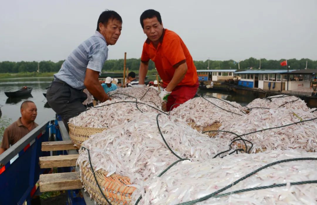 禁渔十年 "长江三鲜"能回来吗?凤凰网安徽_凤凰网
