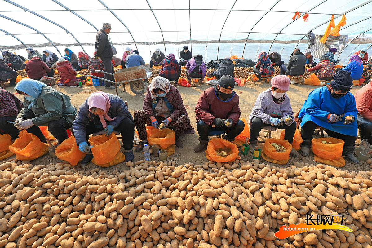 河北省唐山市滦南县胡各庄镇东梁各庄村农民在切分土豆制作种块。