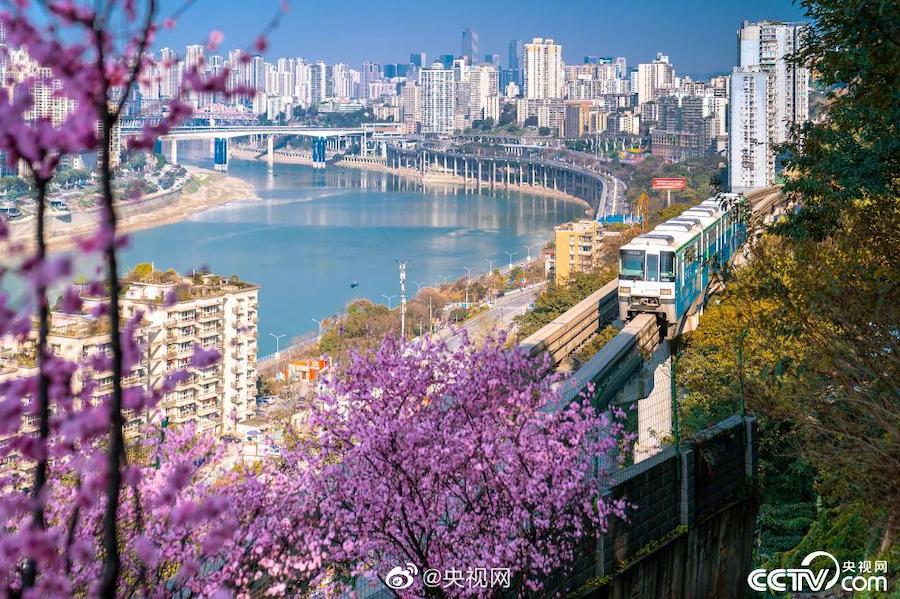 轻轨穿过美人梅花海，“8D魔幻网红城市”又出圈了  央视网 图