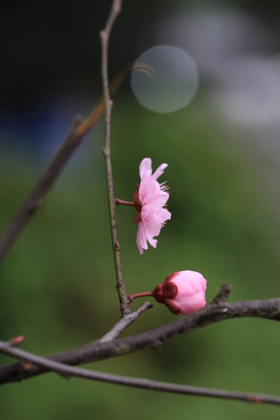 花单生，花梗长   周敏 图