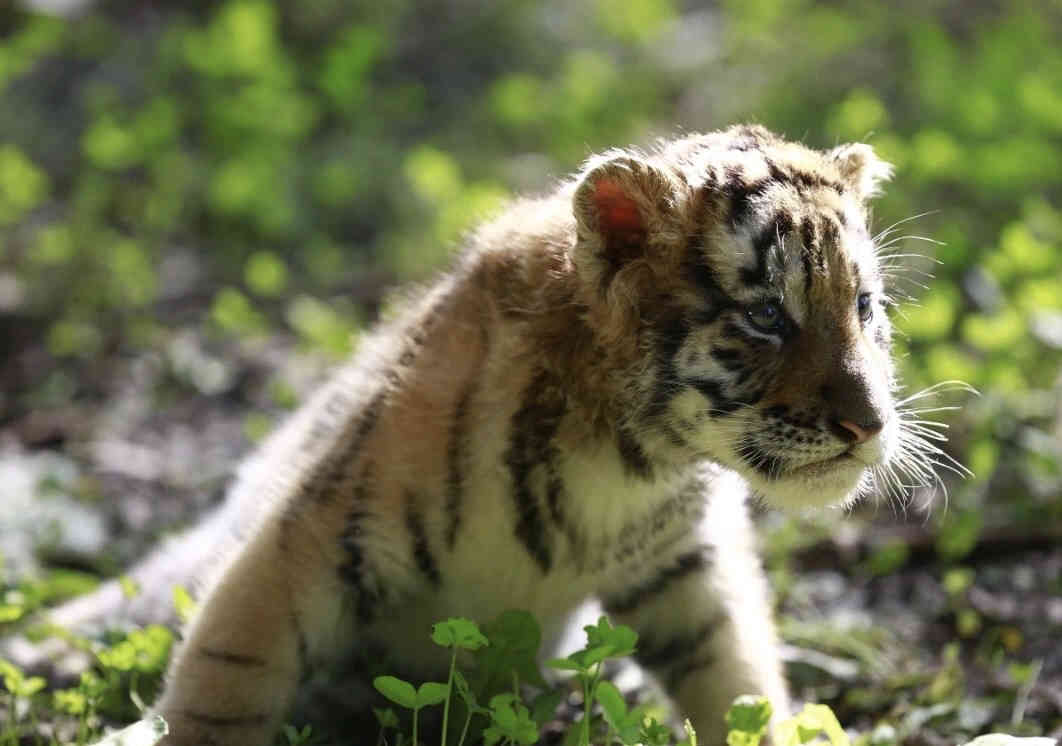 黑龙江东北虎林园半价只在这两天