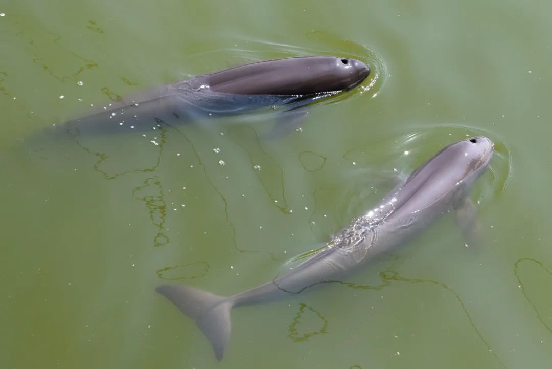 在铜陵淡水豚国家级自然保护区基地里,江豚在水中游弋过仕宁 摄