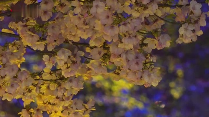 武汉东湖樱花园开放夜间赏樱，新增抗疫展记录感恩