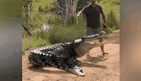 男子散步时遇巨大鳄鱼挡路 竟淡定指挥鳄鱼回到水中