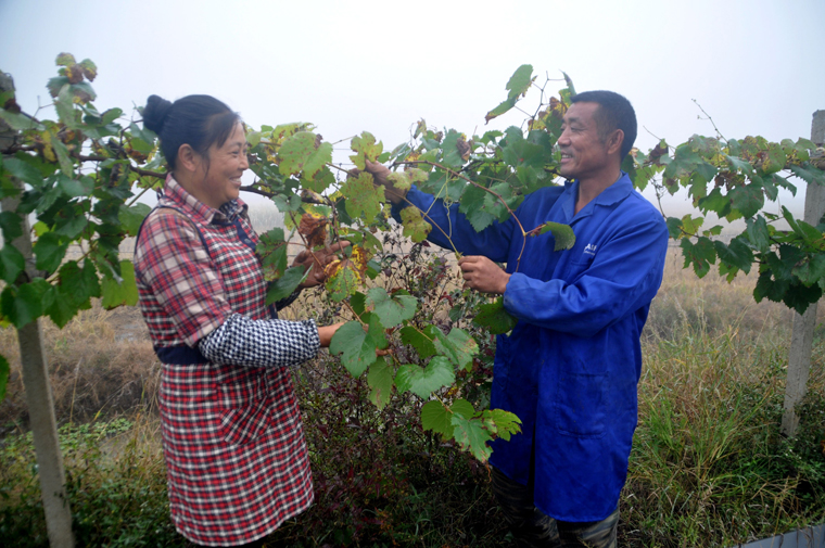 唐传云、施祥龙夫妇在打理种植的葡萄园