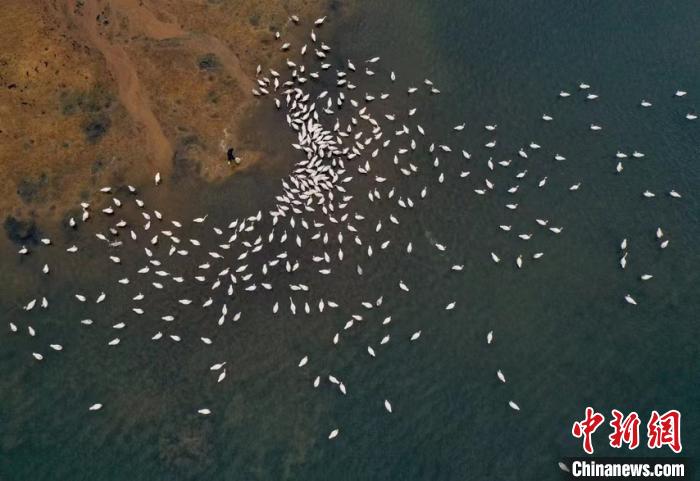 近期，荣成大天鹅国家级自然保护区的工作人员加强了对大天鹅的健康监测，并增加了玉米粒等食物的投喂，为它们补充体力。　李信君 摄