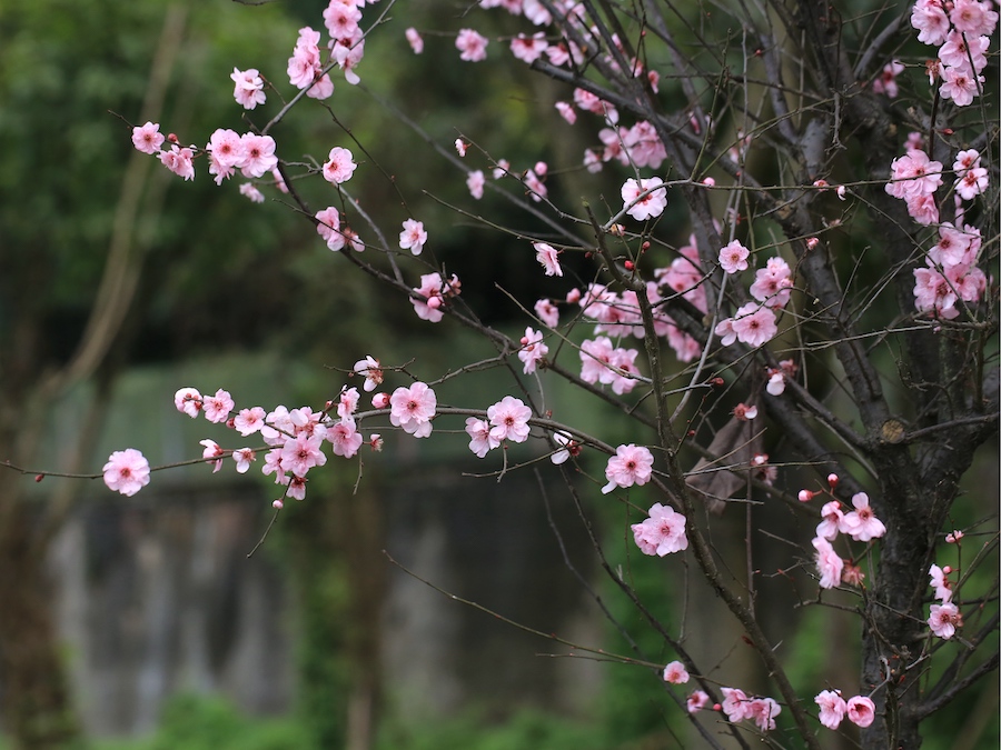 美人梅具有极强的抗逆能力，在寒冷的北方也能自然开花