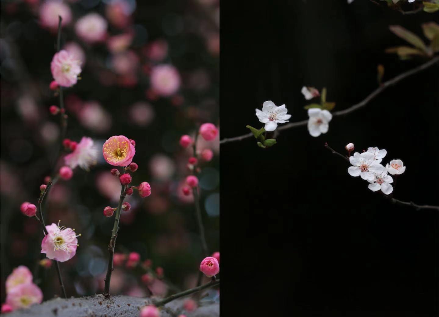 美人梅的两个亲本，宫粉梅与紫叶李。   周敏 图