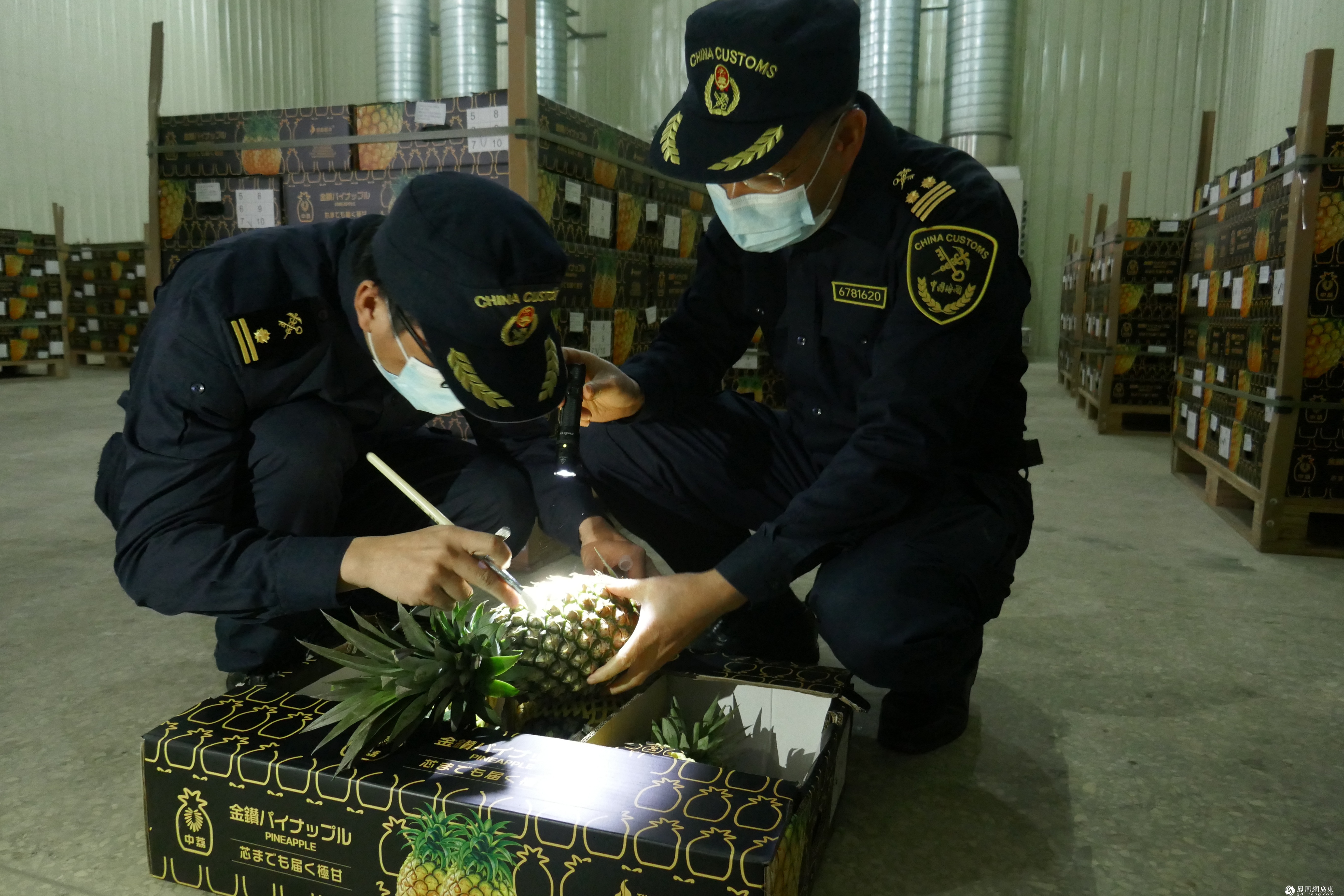 图为:湛江海关关员对鲜菠萝进行检验检疫